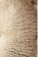 sheep fur